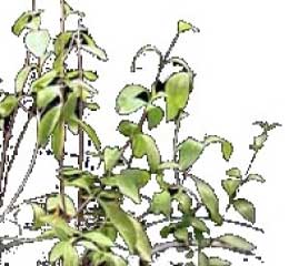 henna plant, artist's sketch of henna shrub