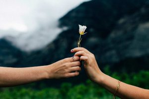 Hands Holding Natural Hair Dye Plant