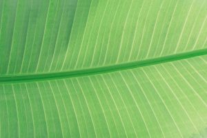 organic black hair dye, plant leaf