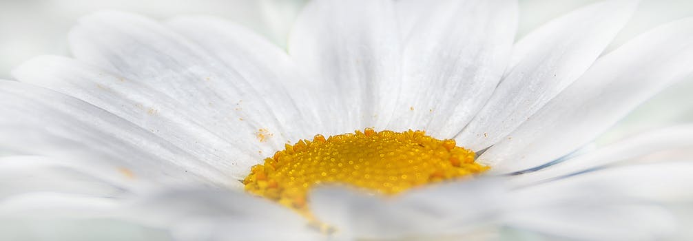 privacy and cookie police, white flower with yellow centre