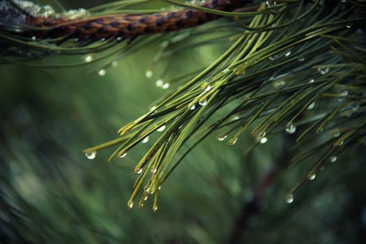 Natural Hair Colour, picture of natural green pine against leafy green background