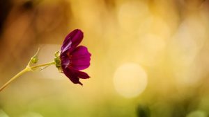 G6PD Enzyme Deficiency, picture of small red flower in sunlight