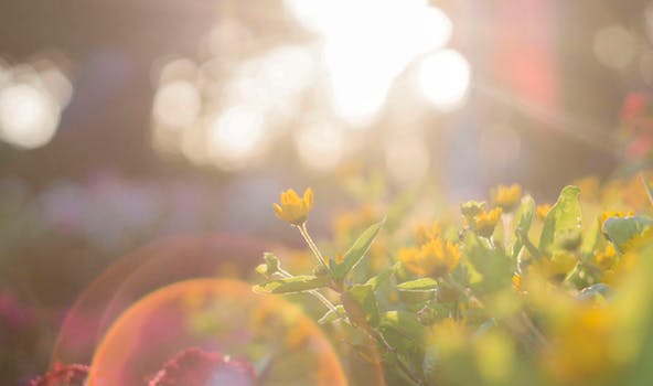 herbal hair colour, yellow and green plants in sunshine