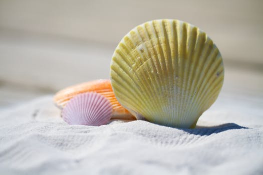 picture of shells on sandy beach, the dangers of black henna and ppd dye are particularly high in summer time
