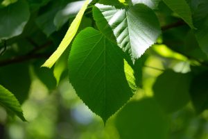Renaissance Henna natural hair dyes are plant based hair dyes, picture of green leaves