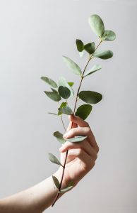Plant based hair dye, hand holding stalk with green leaves