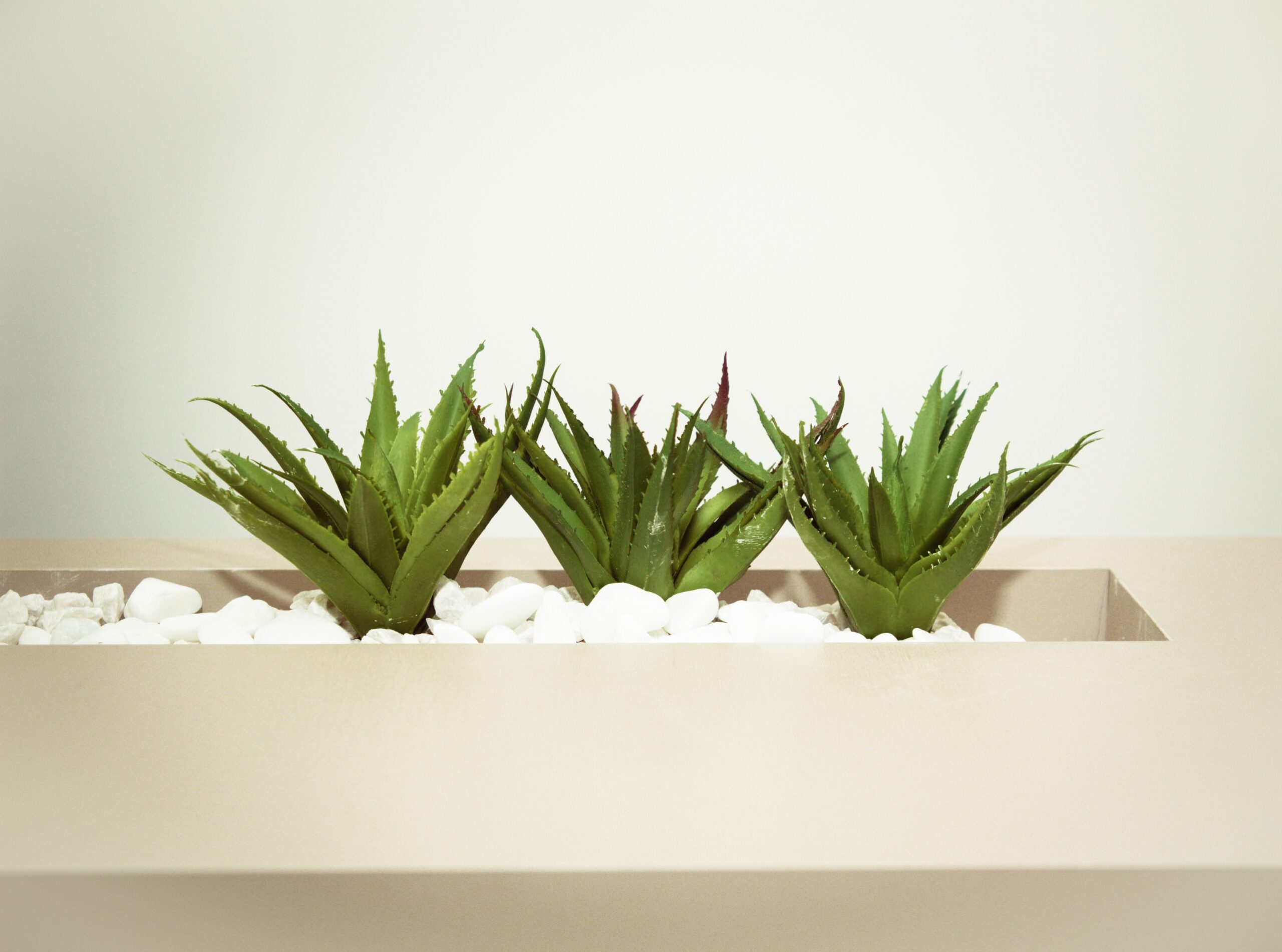aloe vera for hair, aloe vera plant