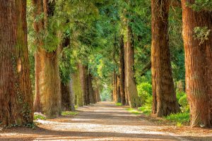 Natural Hair Dyes from Plants, Picture of Forest, Tree Lined Avenue