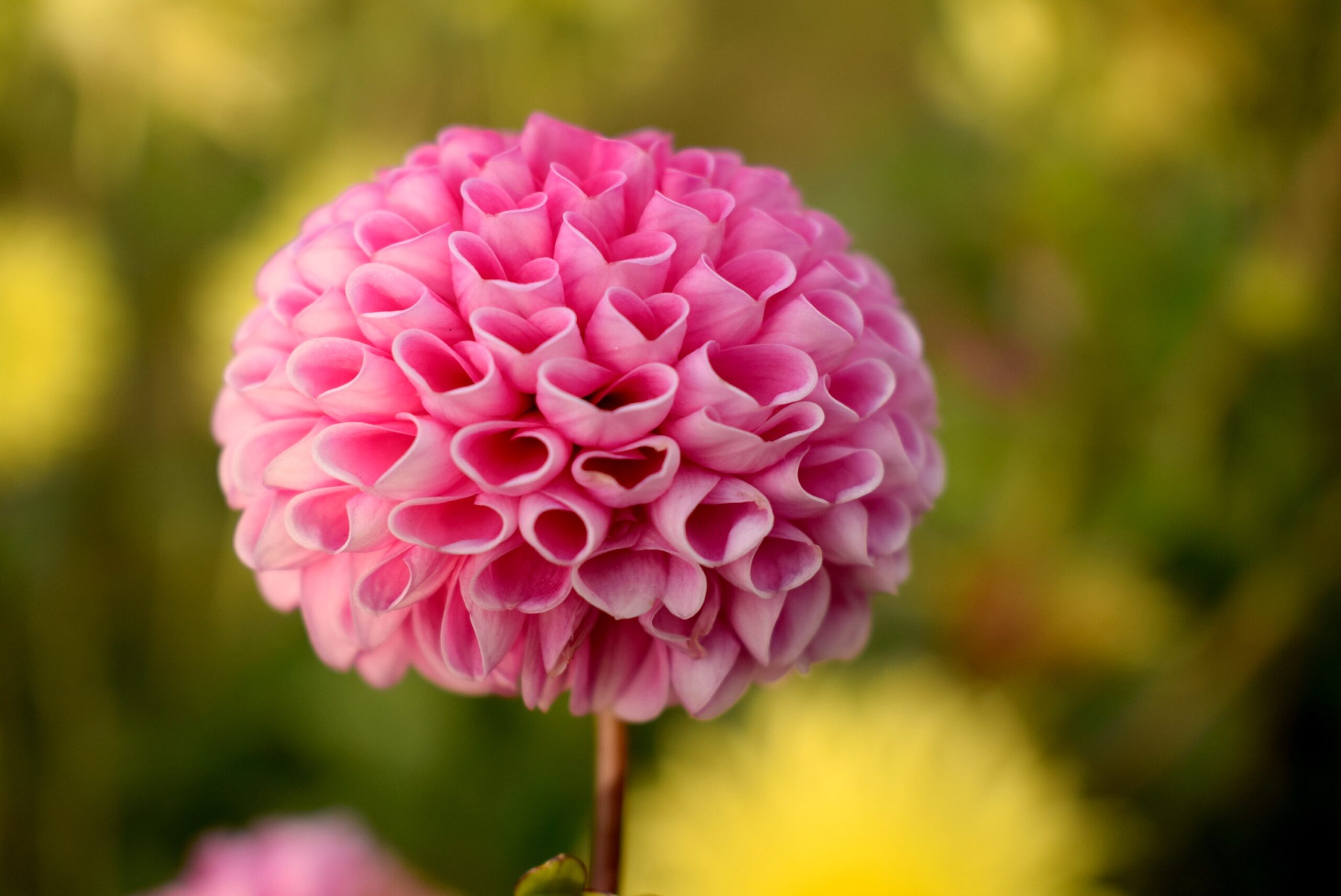 organic skin care natural beauty, pink flower in bloom