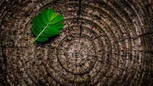 Natural Hair Dye Tree Bark and Leaf