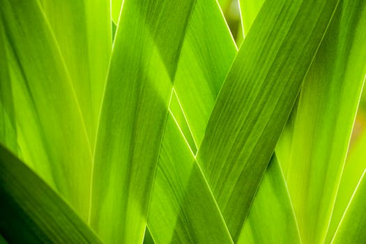 natural hair conditioner, green plant leaves