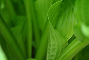 herbal hair colour