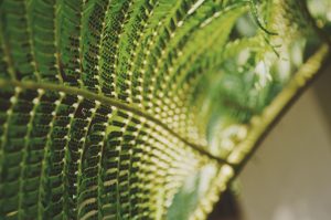 organic herbal hair colour from plants