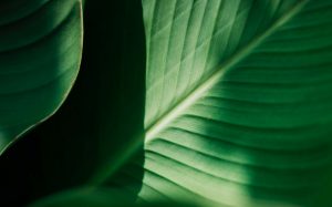 organic herbal hair colour is the future of natural hair dye 