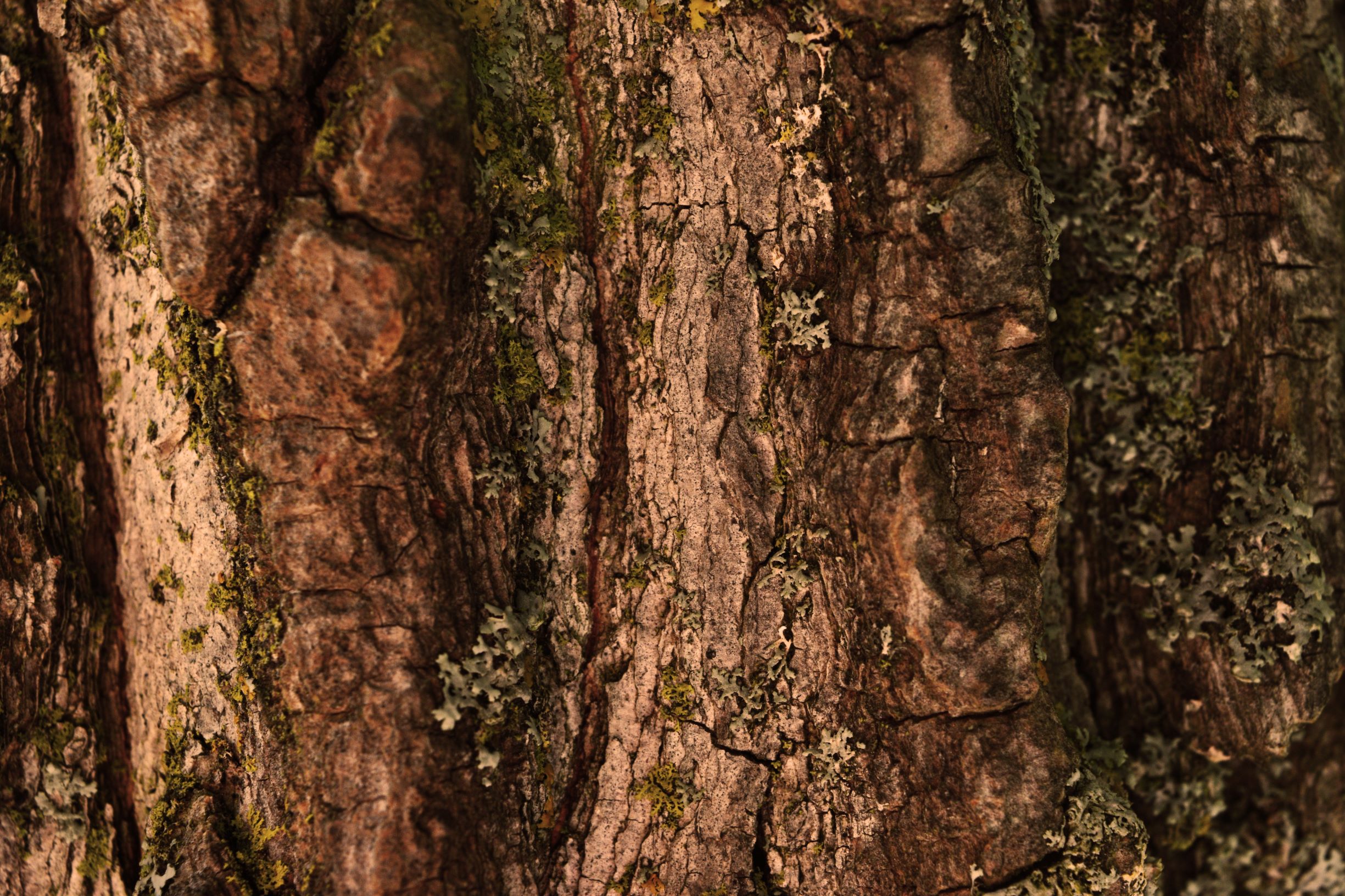 herbal hair colour, tree bark