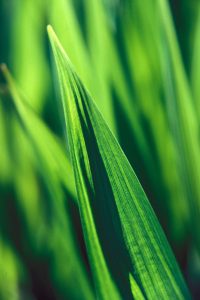 organic herbal hair colour, green plants