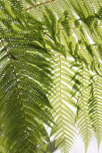 Herbal hair colour from Plants,green lplant eaves