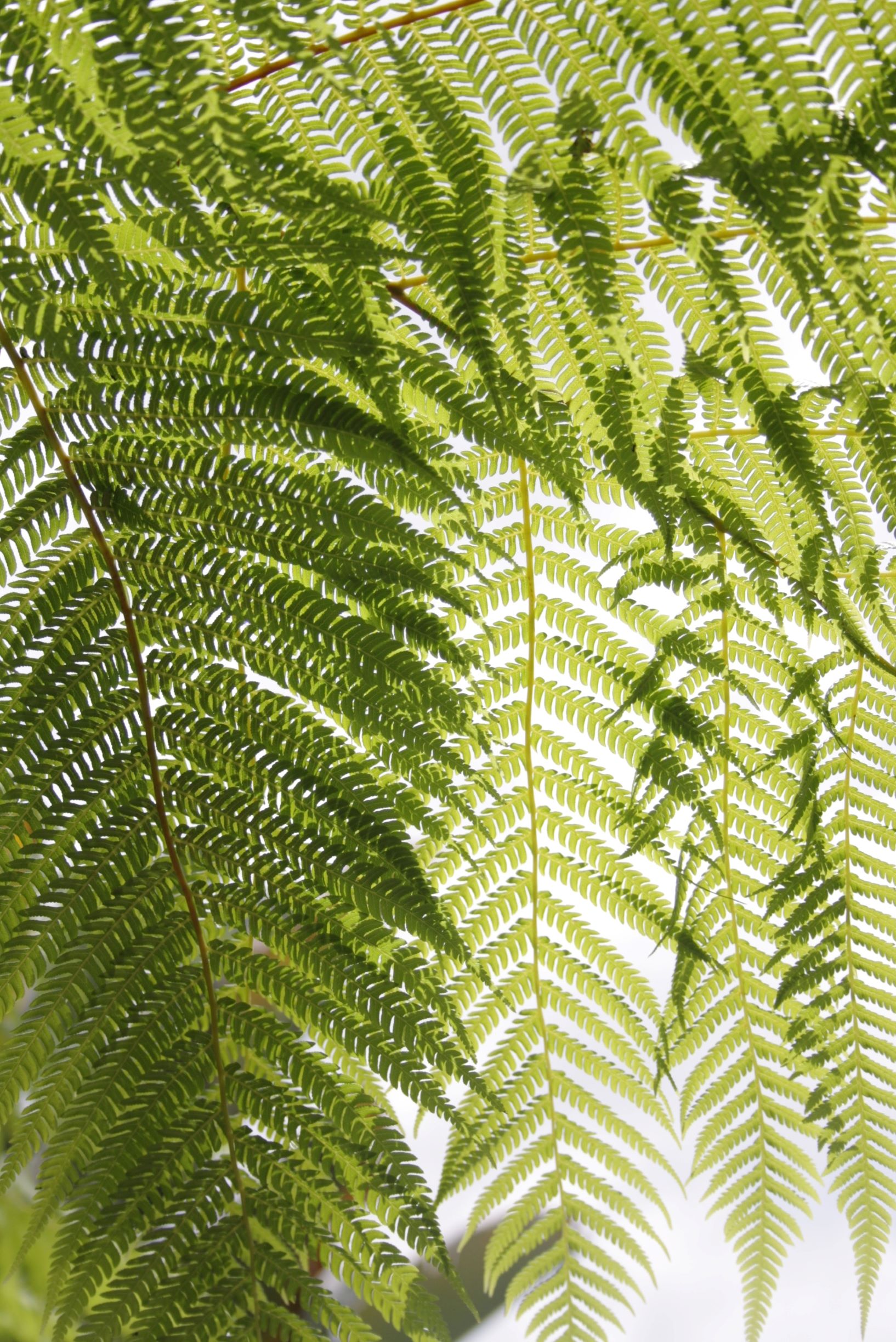 Herbal hair colour from Plants,green lplant eaves