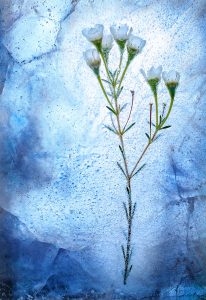 Freezing henna, picture of frozen small white flowers on a green stalk