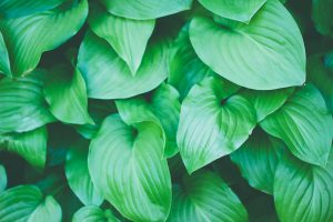 100% Professional Herbal Hair Dye, Renaissance Henna. are herbal hair colour specialists; green leaves