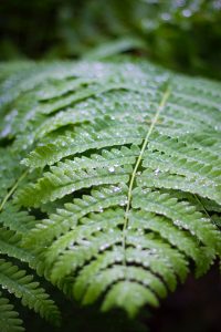 plant based hair dyes are the future of natural hair dye; green leaf