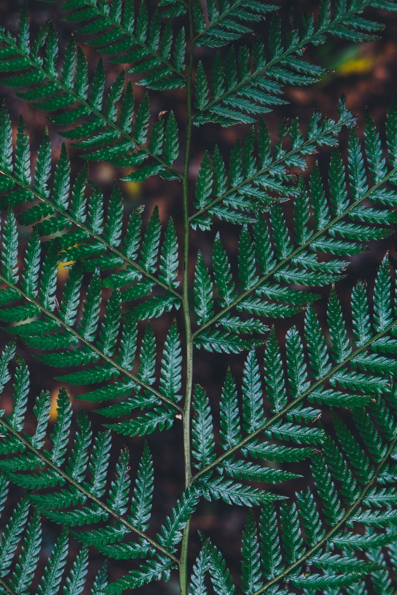 herbal leaves against tree bark reflecting concept of natural beauty products and herbal hair care
