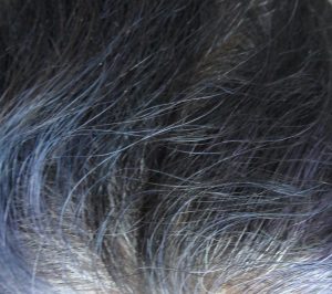 Purple hair fading in white hair
