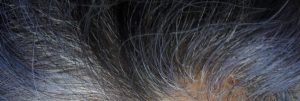 Purple hair Colour fade with Indigo in Gray hair