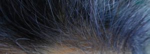 Indigo Purple Hair Colour in White Hair Colour