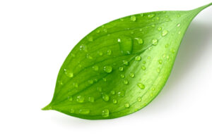green leaf against a white background representing herbal hair care products