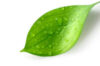 green leaf against a white background representing herbal hair care products
