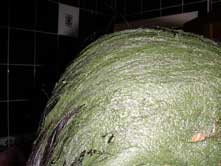 Close up of Indigo paste - Maryam - applied to full side of head