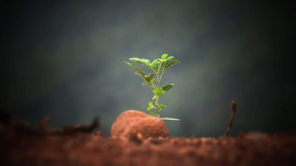 Green plant shoot emerging from natural soil, symbolising gentle natural sensitive scalp hair dye